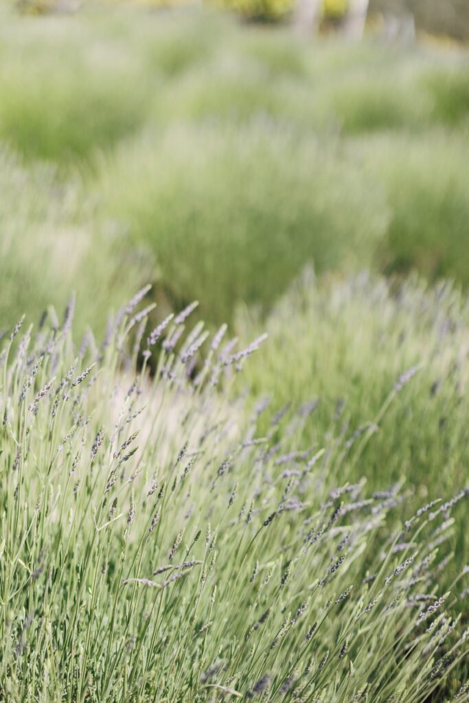 Timeless Carmel Valley Ranch Wedding | Kimmy + Cody