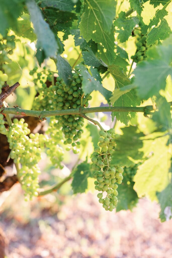 Viansa Sonoma: A Luxury Wedding Venue in Northern California